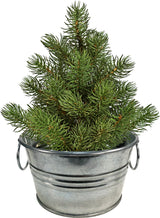 Perfect Pine - Grow Your Own Christmas Tree